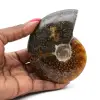 Ammonite fossilizzata intera lucidata - 0