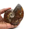 Ammonite fossilizzata intera - 0