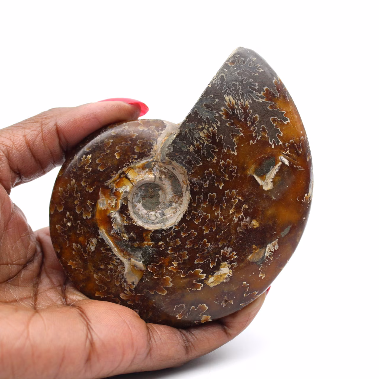 Ammonite fossilizzata intera