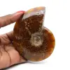 Ammonite intera naturale fossile - 0