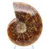 Ammonite intera naturale fossile - 1