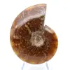 Ammonite intera naturale fossile - 2