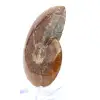 Ammonite intera naturale fossile - 3