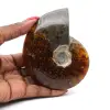 Ammonite fossile intera del Madagascar - 0
