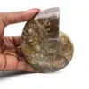 Fossile intero di ammonite lucidato - 0
