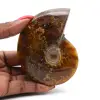 Ammonite naturale lucida del Madagascar - 0