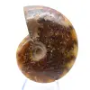 Ammonite naturale lucida del Madagascar - 1