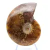 Ammonite naturale lucida del Madagascar - 2