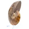 Ammonite naturale lucida del Madagascar - 3