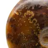 Ammonite naturale lucida del Madagascar - 4