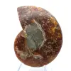 Fossile di ammonite naturale lucidato - 1