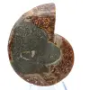 Fossile di ammonite naturale lucidato - 2