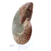Fossile di ammonite naturale lucidato - 3