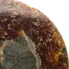 Fossile di ammonite naturale lucidato - 4
