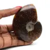 Ammonite segata lucida - 0