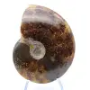 Ammonite segata lucida - 1