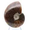 Ammonite segata lucida - 2