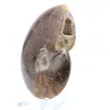 Ammonite segata lucida - 3