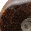 Ammonite segata lucida - 4