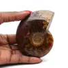 Ammonite fossilizzata lucida - 0