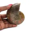 Ammonite un pezzo - 0