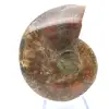 Ammonite un pezzo - 1