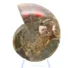 Ammonite un pezzo - 2