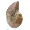 Ammonite un pezzo - 3