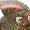 Ammonite un pezzo - 4