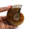 Ammonite naturale fossile - 0