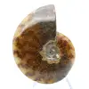 Ammonite lucida - 2
