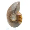 Ammonite lucida - 3