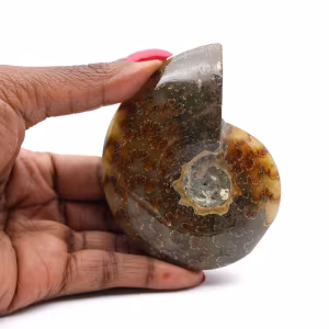 Ammonite lucida