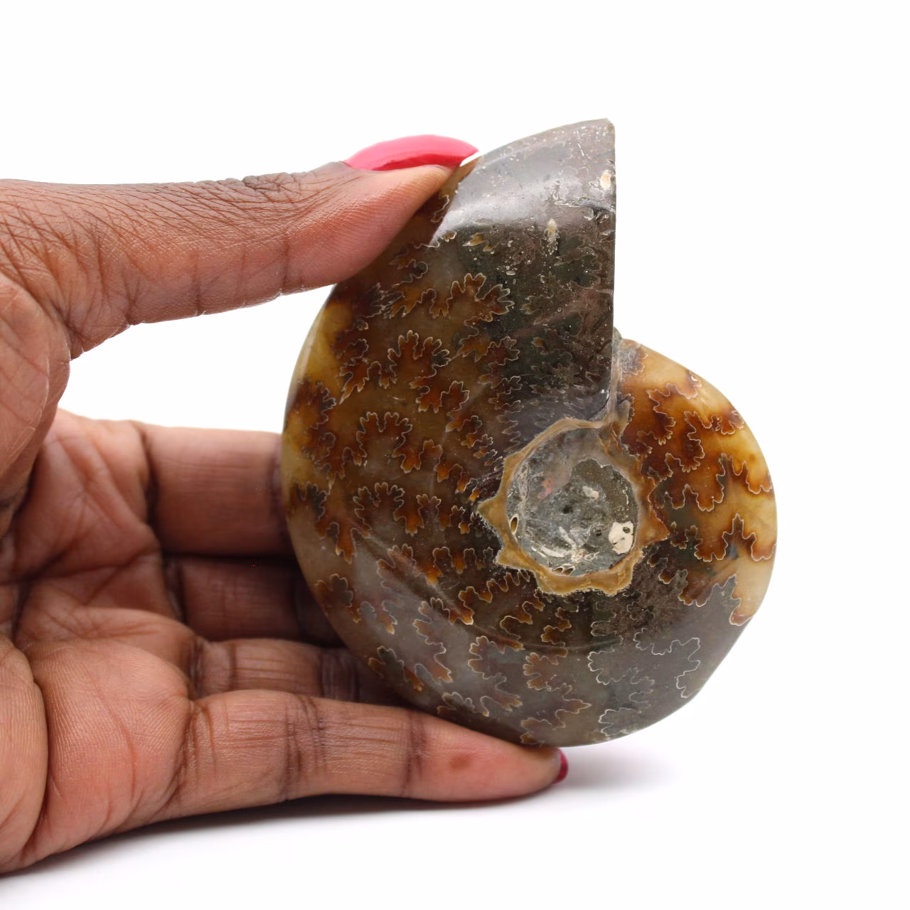 Ammonite lucida