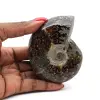 Ammonite lucida del Madagascar - 0