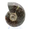 Ammonite lucida del Madagascar - 1