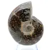 Ammonite lucida del Madagascar - 2
