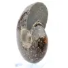Ammonite lucida del Madagascar - 3
