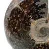 Ammonite lucida del Madagascar - 4