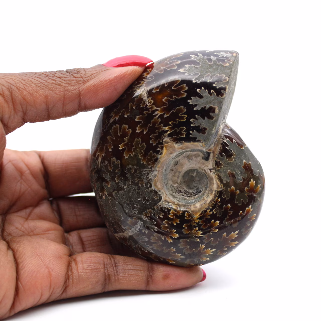 Ammonite lucida del Madagascar
