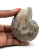 Ammonite fossile del Madagascar - 0