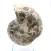 Ammonite fossile del Madagascar - 1