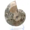 Ammonite fossile del Madagascar - 2