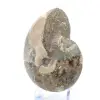 Ammonite fossile del Madagascar - 3