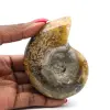 Fossile di ammonite pezzo unico - 0