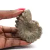 Ammonite - 0