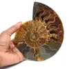 Ammonite fossilizzata lucida - 0