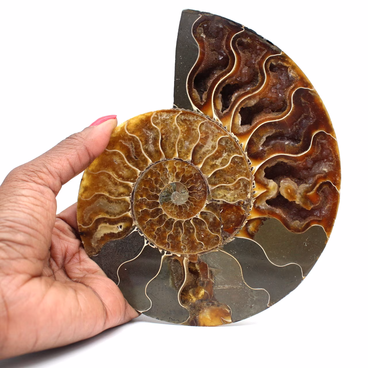 Ammonite fossilizzata lucida