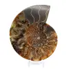 Fossile di ammonite pezzo unico - 1