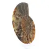 Fossile di ammonite pezzo unico - 3